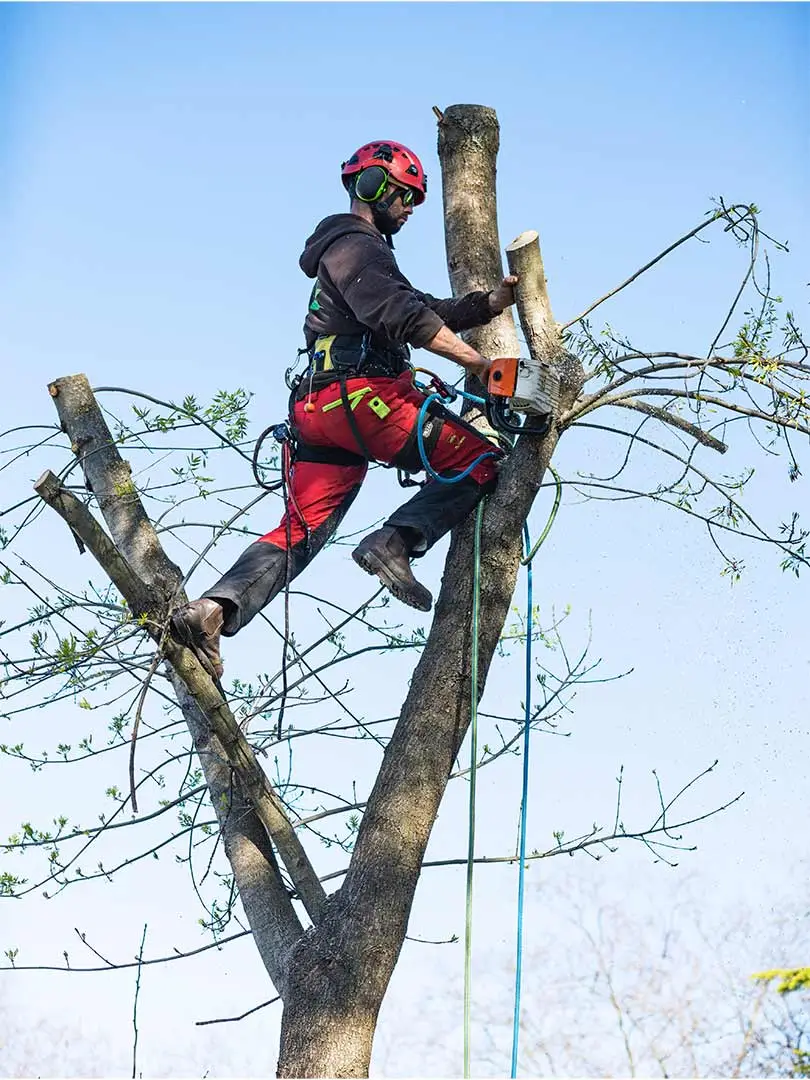 Affordable-tree-lopping