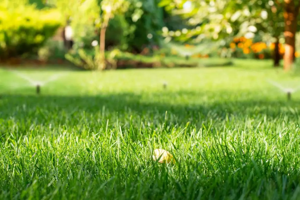 Irrigation sprinkler heads on freshly mown lawn